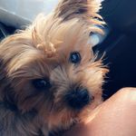 June Parsons - @june_the_yorkie_ - Instagram
