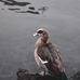 KoBay June Wren Pendleton - Facebook