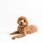 Rooney June - @rooney.june.doodle - Instagram