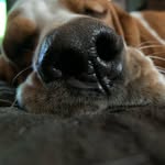 Rooney - @rooney_june_dog - Instagram