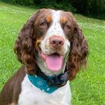 June 🤎 - @june.springerspaniel - Instagram