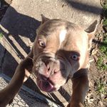 June B Di Stevenson - @allstar_bully_tn - Instagram