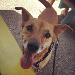 June Bug Stover - @junethed0g - Instagram