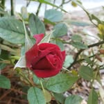 JuneStrickland - @jsstrickland51 - Instagram