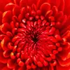 June Sutherland393 - @junesutherland393 - TikTok