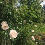 june sutherland - @june22062019 - Instagram