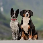 June, Edda og Swift - @stillsportdogs - Instagram