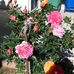 June Switzer - Facebook