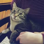 Hello, my name is JUNE ! - @june.tabby - Instagram