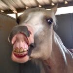 June Tabor Show Horses - @raisinhellz - Instagram