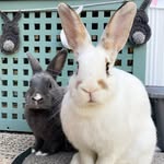 Terry, June and Margery - @terryandjunebuns - Instagram