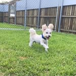 June Thorn - @tommy_the_rescue - Instagram