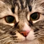 Thora June Tillman - @phatcatthora - Instagram