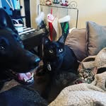 Nova Marie, Luna June, Tobias McMittens, & Emma Rose - @nova_luna_michigan_sheps - Instagram