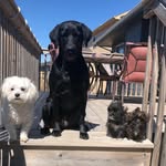 Trice + Mya + June + Cash - @fearlessfoursome4 - Instagram