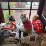 JUNE JEWEL & SIMSIM - @_tripletreats - Instagram