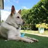 June Vidal 🐕 - @june_vdl - TikTok