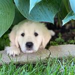 June Wagner - @golden.june.wag - Instagram