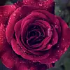 June Walters - @june.walters2 - TikTok