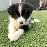 June Wilder - @junewilderdoggo - Instagram