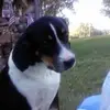 animal lover - @junewindsor - TikTok