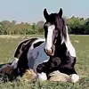 junewindsor711 - @junewindsor711 - TikTok