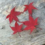 June Yip - @june.yip.372 - Instagram