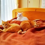 junichi sato - @junichi19850513 - Instagram