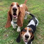 Junior & Bailey 🐾 - @junior_bailey_bassets - Instagram