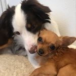 Junior and Bailey - @junior.and.bailey - Instagram