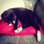 Chunoo🐱✨ - @juniorbarrett_ - Instagram