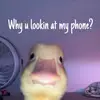 Bean Junior 🫛 - @bean.junior5 - TikTok