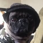 Junior Bean - @juniorbeanthepug - Instagram