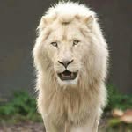 the lion - @the_lion_juniorbobo - Instagram