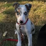 Junior Boyce - @junbug_the_dog - Instagram