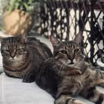 Griffith & Junior - @griffithetjunior - Instagram