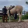 Junior Lima - @juniorlima81 - TikTok