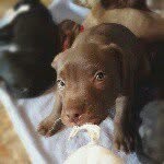 @maddox_junior - Instagram