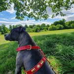 junior owens - @junior_irish_blue - Instagram