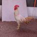 Junior Palacios - Facebook