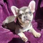 Junior Reid - @juniorreedbullies - Instagram
