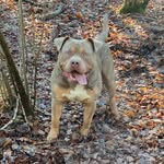 Junior Savage Lilac Tri - @bulliebros_uk - Instagram