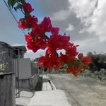 Junior Troyer - @juniortroy64 - Instagram