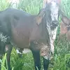 Junior Trujillo - @junior.trujillo96 - TikTok