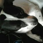 Junior Walters - @junior_dog - Instagram