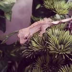 Junjie Yang - @wyjj_crestie - Instagram