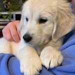 Juno Harris - @woofjuno - Instagram