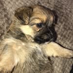 Juno - @junoharrison_ - Instagram