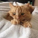 Jupiter Jones - @jupitertheginger - Instagram