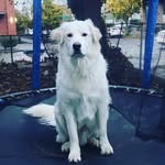 Jupiter Jones - @jupee_goldenpyr - Instagram